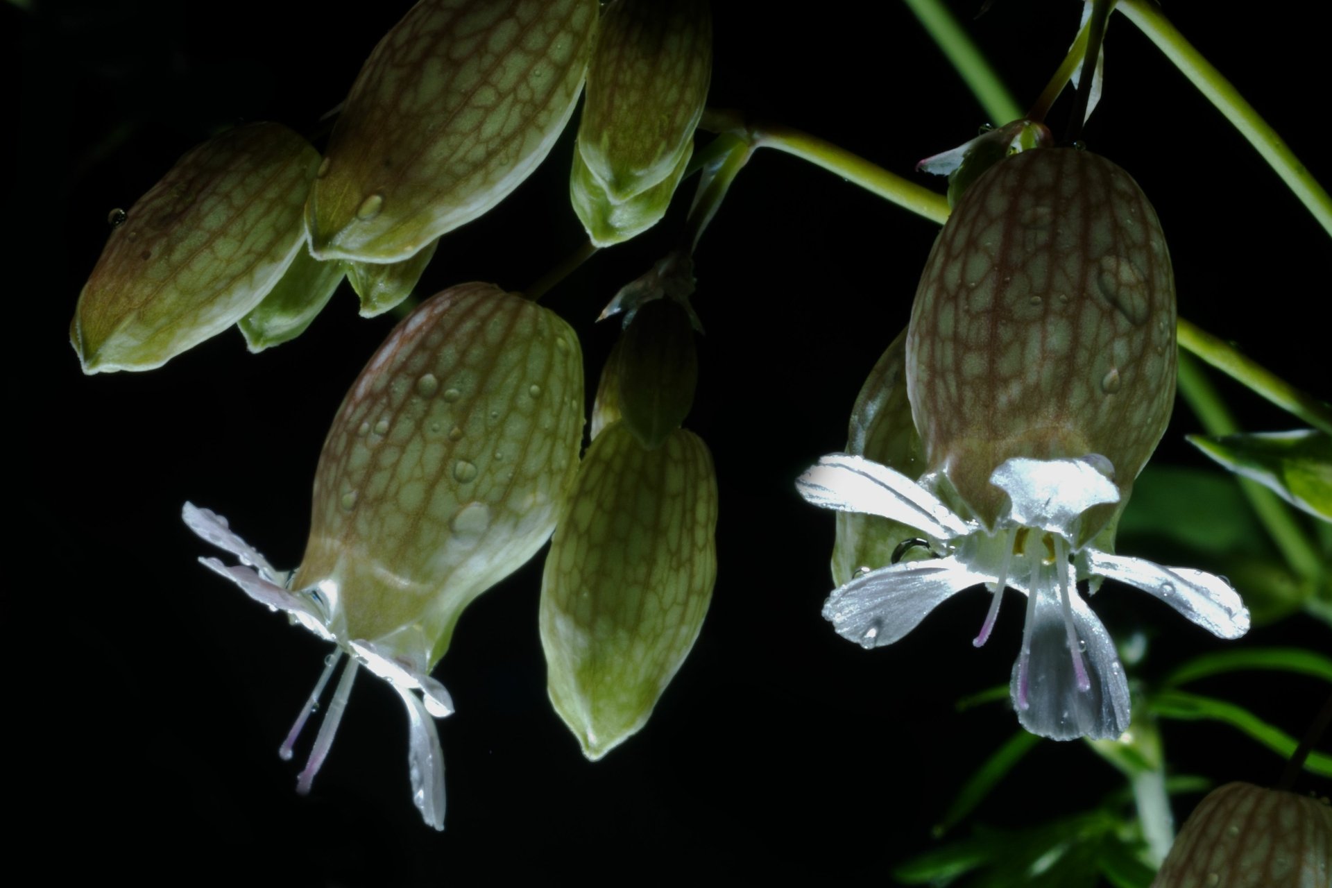 Download Nature Silene Vulgaris 4k Ultra HD Wallpaper