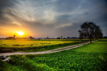 Sunset over a lush green farm field in the Pakistani countryside, showcasing earth, nature, and landscape in stunning 4K Ultra HD desktop wallpaper quality.
