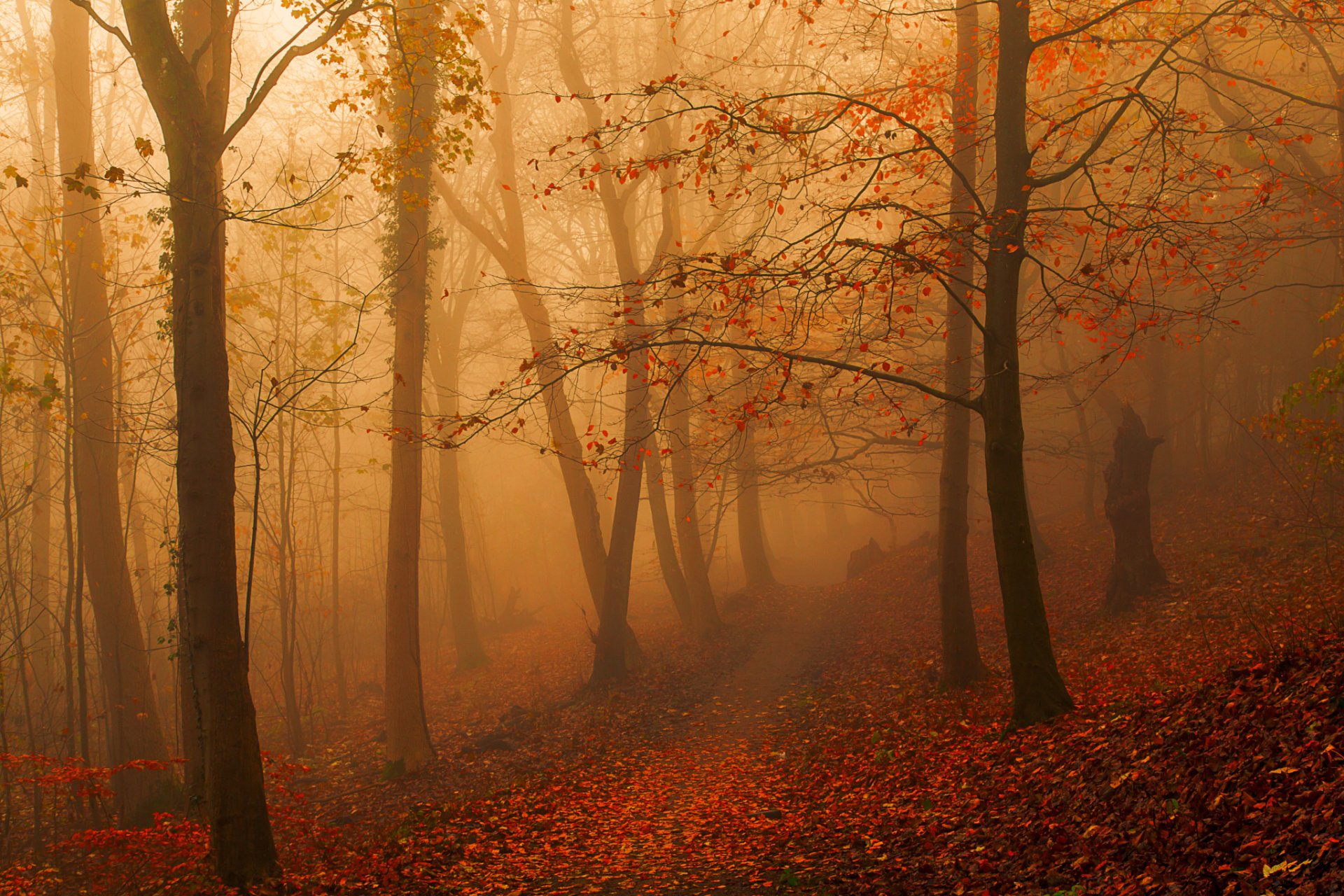 HD desktop wallpaper of a misty forest path covered with fallen leaves in autumn, showcasing the rich colors and serene atmosphere of nature in fall.