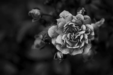 Black and white close-up of a blooming rose with detailed petals, captured in nature as an HD desktop wallpaper and background.