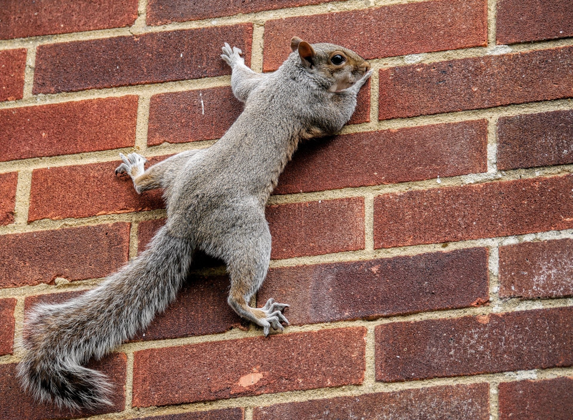 2K Quad HD PC wallpaper of an animal — a gray squirrel clinging to red brick wall with legs splayed and bushy tail hanging down.