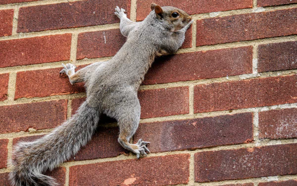 2K Quad HD PC wallpaper of an animal — a gray squirrel clinging to red brick wall with legs splayed and bushy tail hanging down.