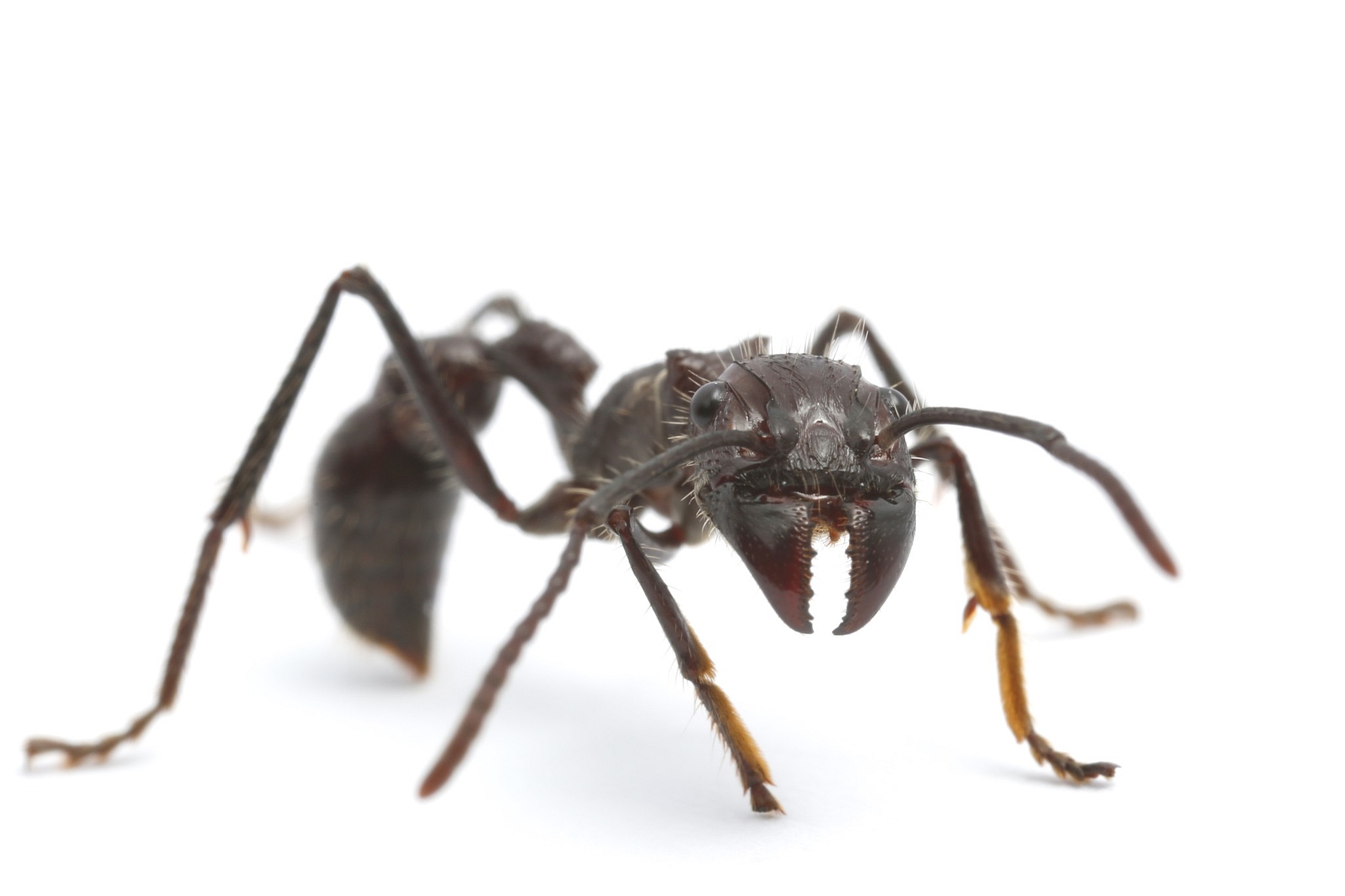 Муравей пуля. Муравей Paraponera clavata. Южноамериканский муравей пуля. Paraponera clavata (муравей-пуля) матка.