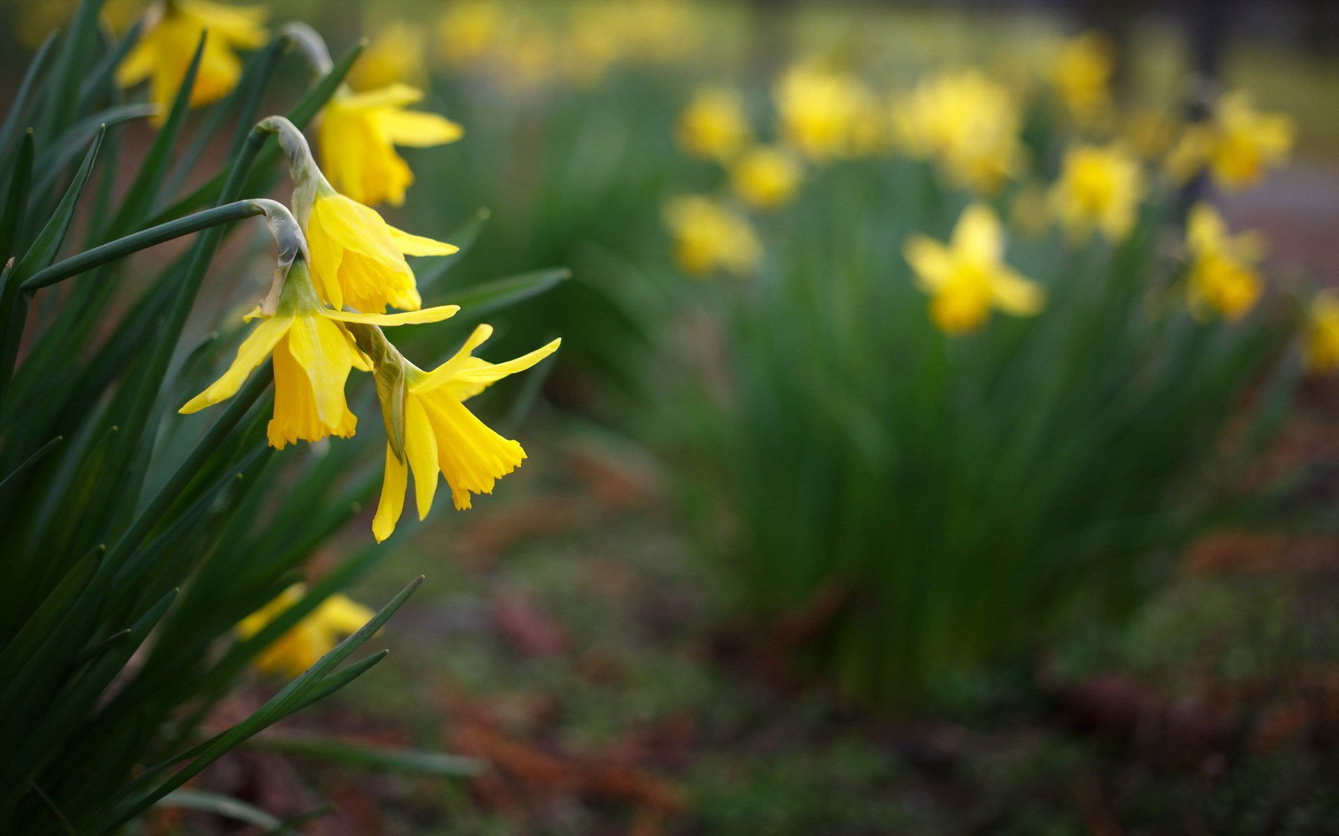 Download Yellow Flower Flower Nature Daffodil HD Wallpaper