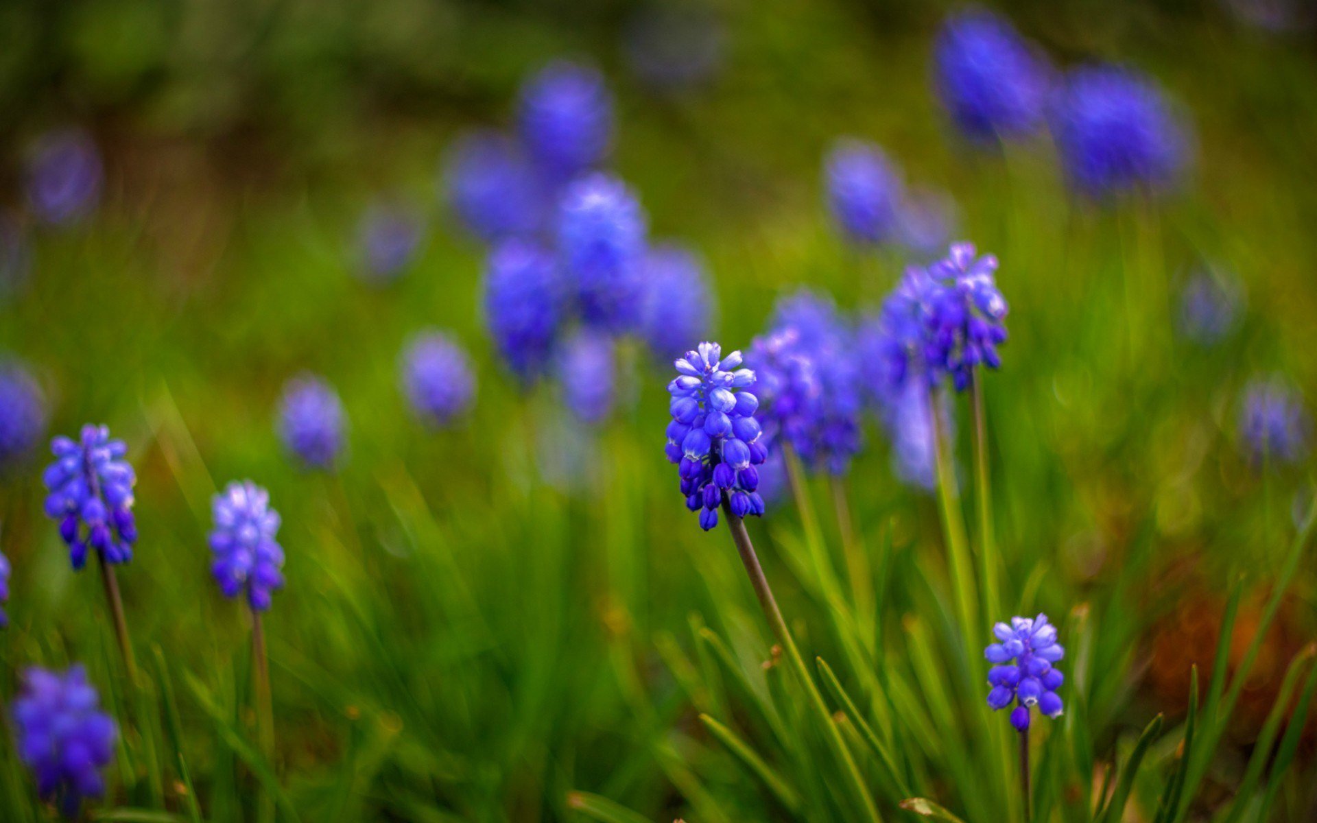 HD PC desktop wallpaper of blue flowers in nature — close-up of delicate blue flower clusters rising from green grass with a soft bokeh background.