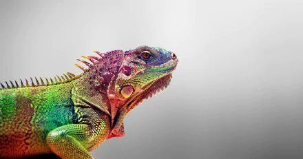 Animal iguana HD Desktop Wallpaper | Background Image
