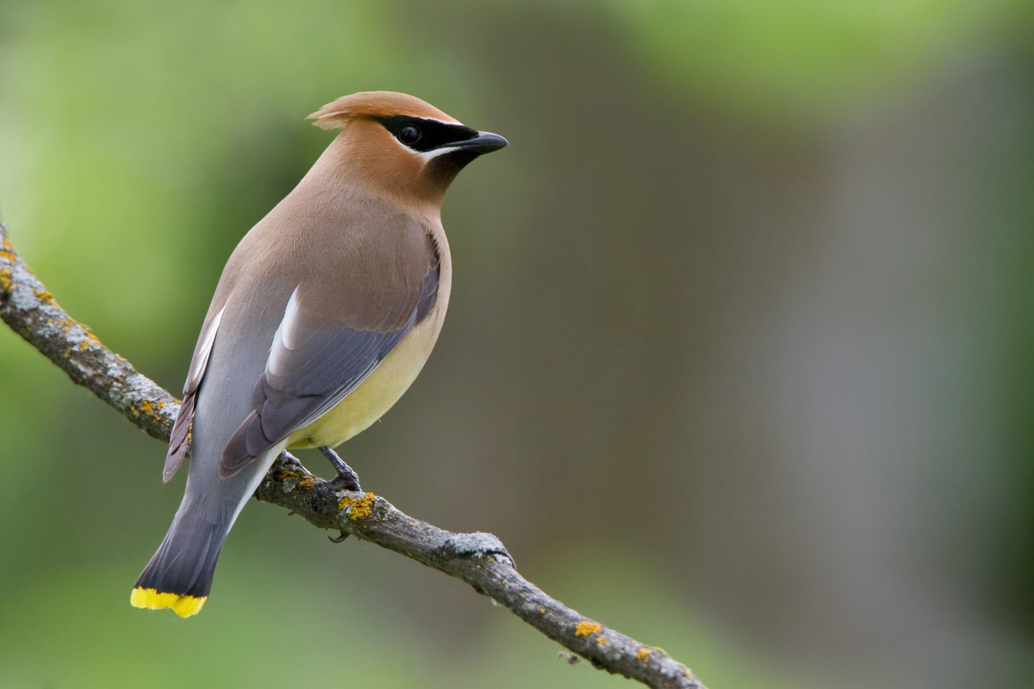 Cedar Waxwing Full Hd Bakgrund And Bakgrund 3600x2400 Id615928