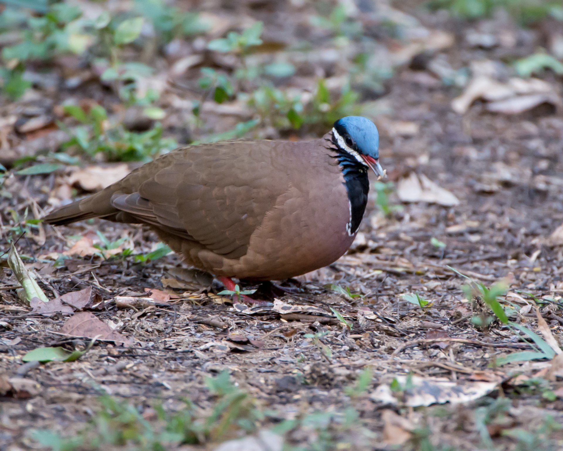 A close-up of a dove foraging on the ground among leaves and grass, showcasing its brown body and distinctive blue and black head. This image serves as an HD PC desktop wallpaper and background.