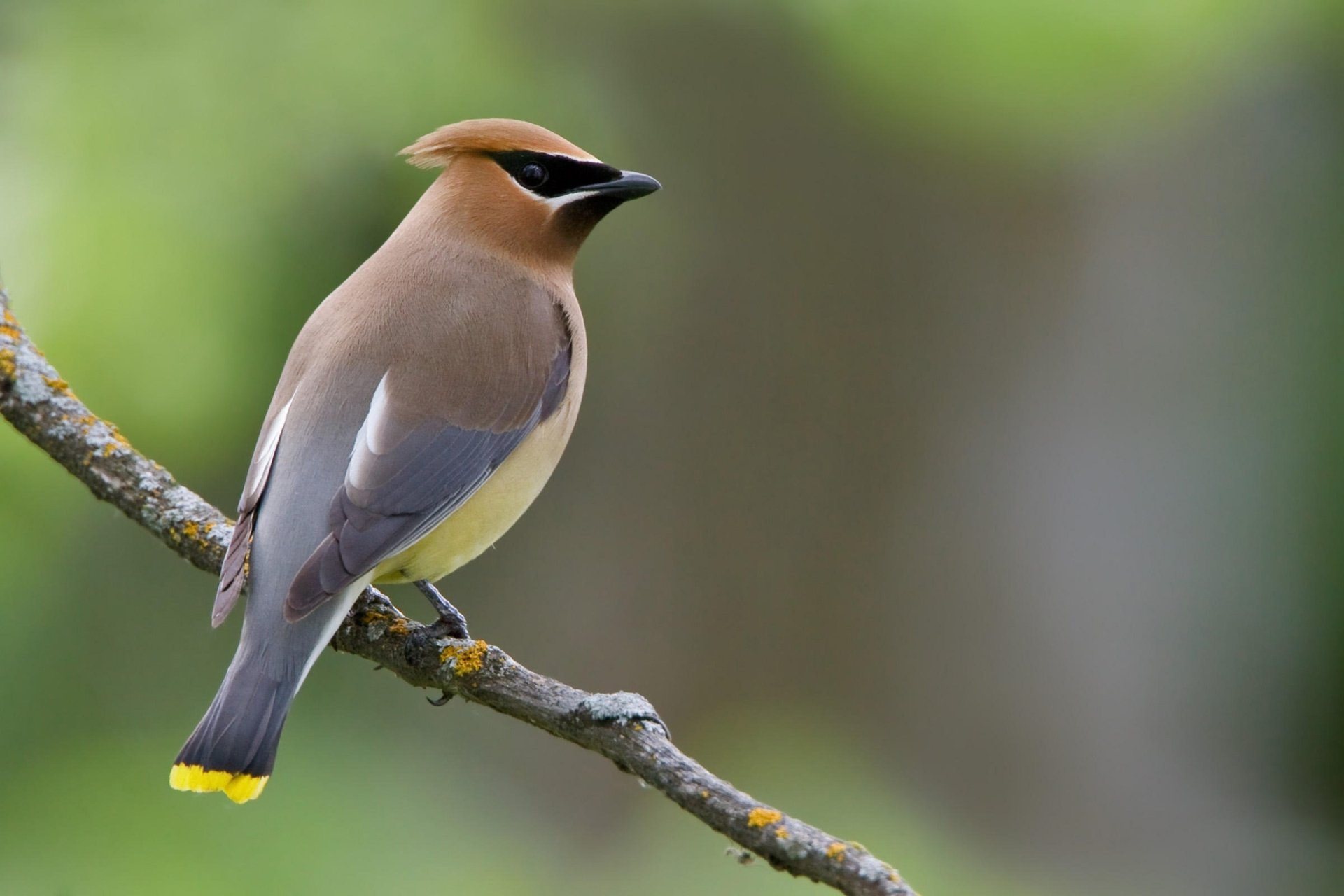 HD desktop wallpaper featuring a cedar waxwing perched on a branch against a soft, blurred green background.