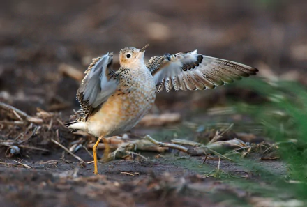  Buff-breasted Sandpiper