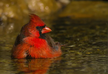 Animal northern cardinal HD Desktop Wallpaper | Background Image