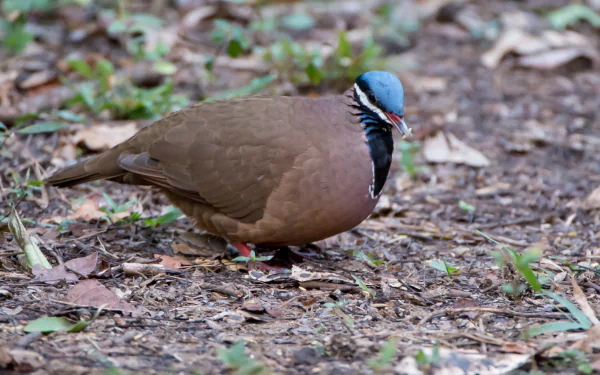 A close-up of a dove foraging on the ground among leaves and grass, showcasing its brown body and distinctive blue and black head. This image serves as an HD PC desktop wallpaper and background.