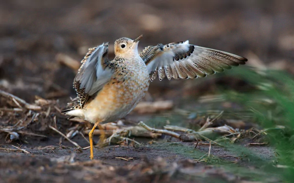  Buff-breasted Sandpiper