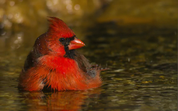 Animal northern cardinal HD Desktop Wallpaper | Background Image