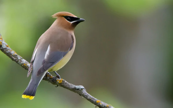 HD desktop wallpaper featuring a cedar waxwing perched on a branch against a soft, blurred green background.