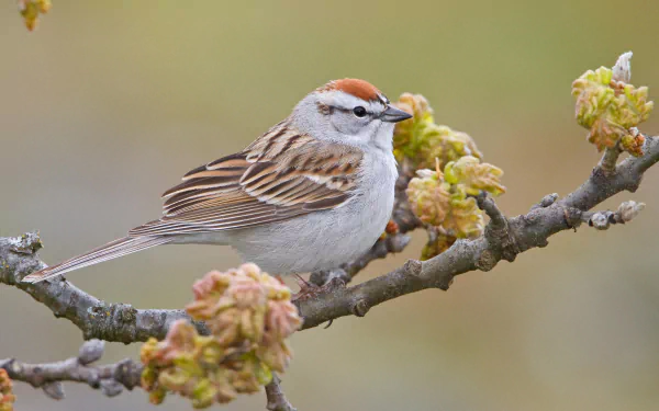  Chipping Sparrow