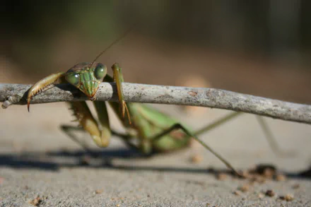 Animal praying mantis HD Desktop Wallpaper | Background Image