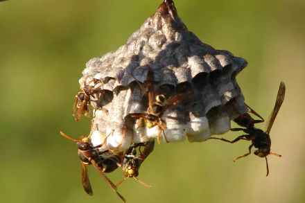 Animal wasp HD Desktop Wallpaper | Background Image