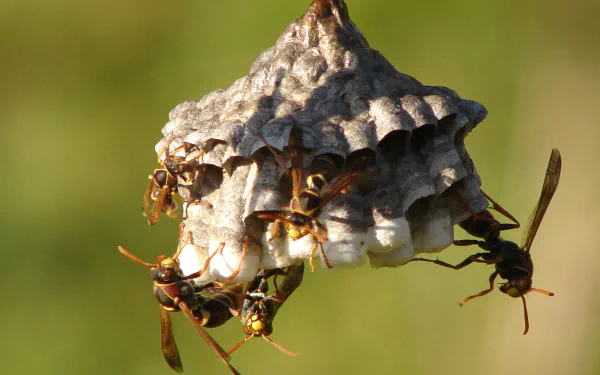 Animal wasp HD Desktop Wallpaper | Background Image