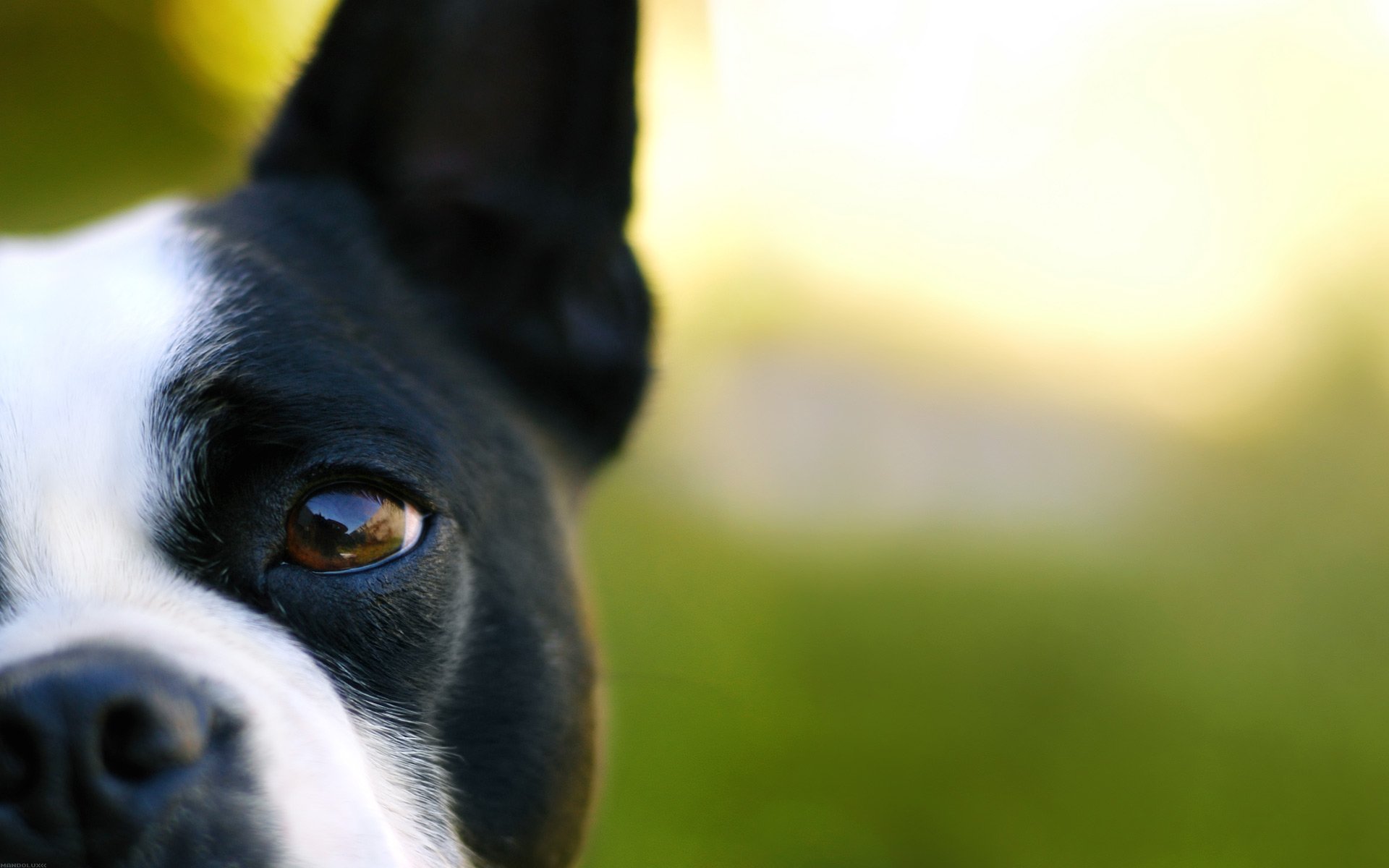 Close-up of a French bulldog's face with a soft background, showcasing the dog's expressive eyes. This high-definition image serves as a striking desktop wallpaper.