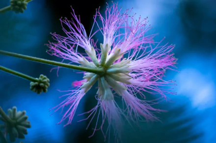 nature mimosa HD Desktop Wallpaper | Background Image