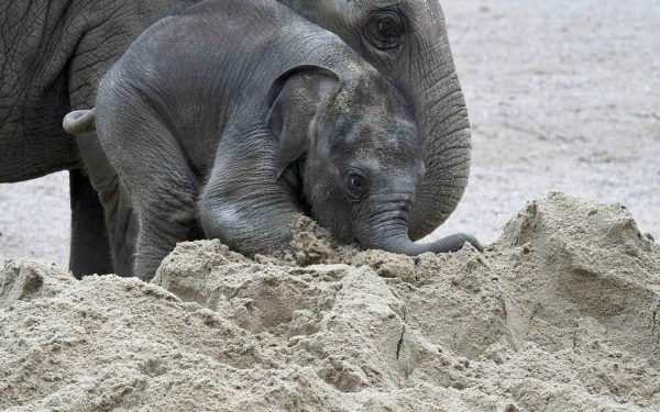 Animal Asian Elephant HD Desktop Wallpaper | Background Image