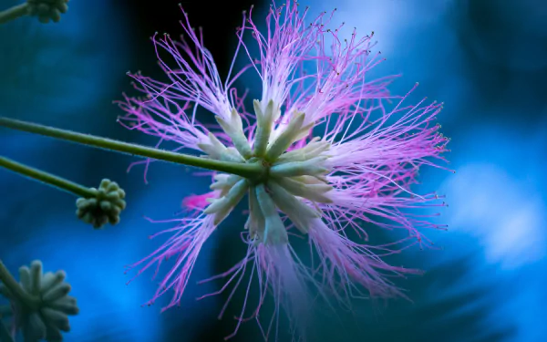 nature mimosa HD Desktop Wallpaper | Background Image