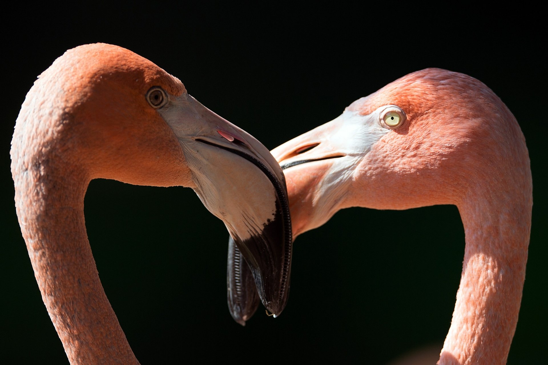 Download Animal Flamingo 4k Ultra HD Wallpaper