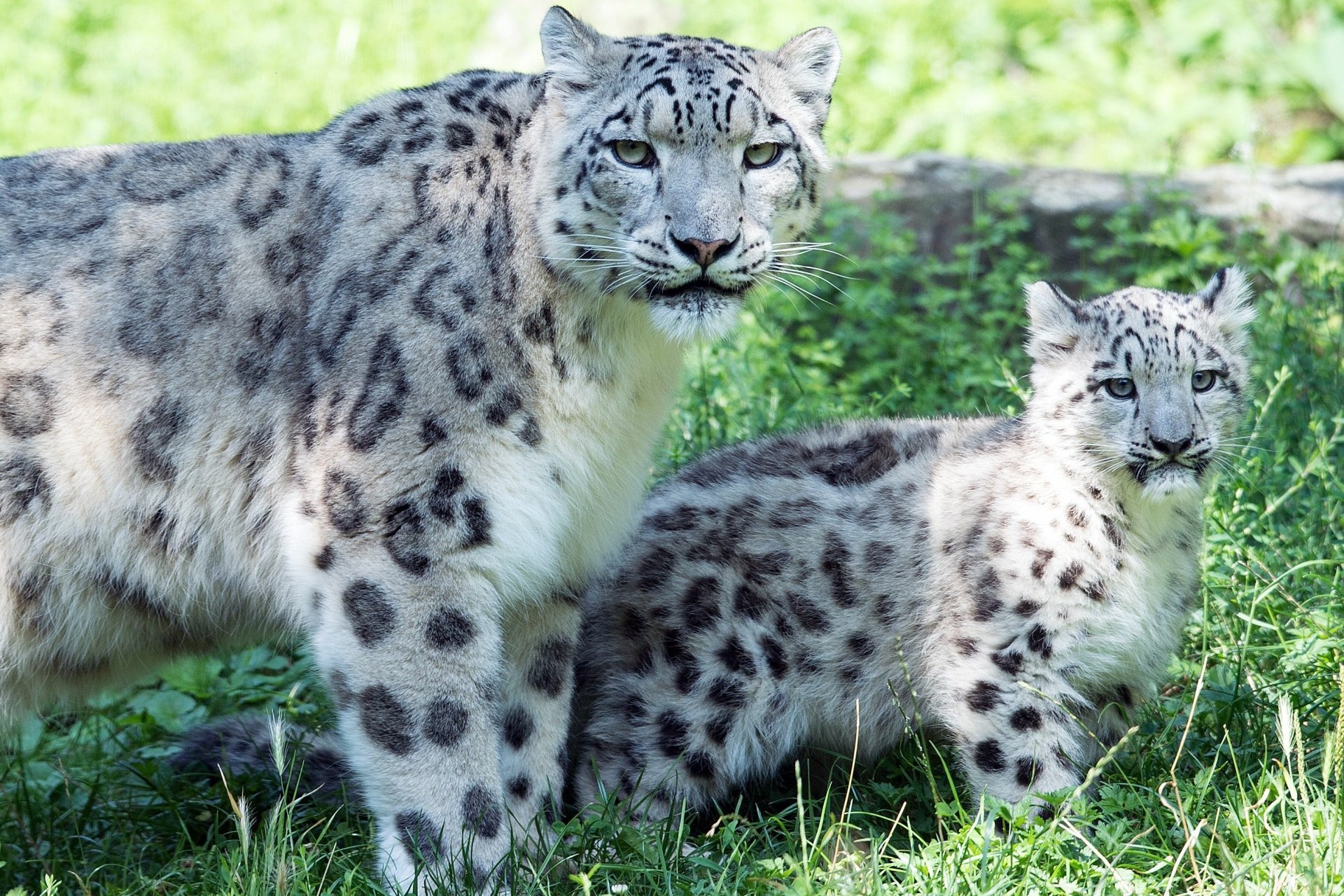 2K Quad HD PC desktop wallpaper and background showing two snow leopards, an adult standing and a cub seated in sunlit grass, gray coats with dark rosettes.