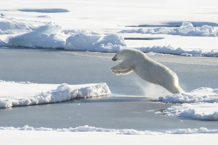 Animal polar bear HD Desktop Wallpaper | Background Image