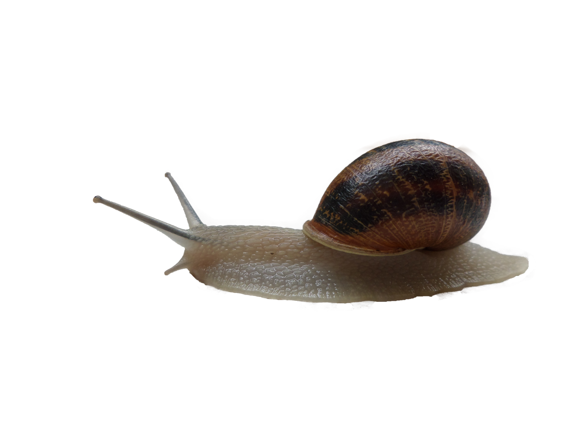 Snail 4k Ultra HD Wallpaper | Background Image | 4608x3456