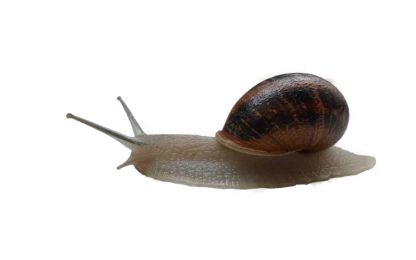 Close-up of a brown garden snail (animal) gliding across a white surface — 4K Ultra HD PC desktop wallpaper and background.