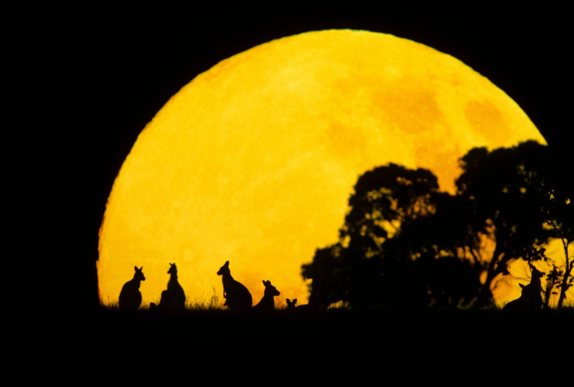 Silhouettes of kangaroos against a glowing full moon at night, captured in stunning 4K Ultra HD for a vivid PC desktop wallpaper and background.