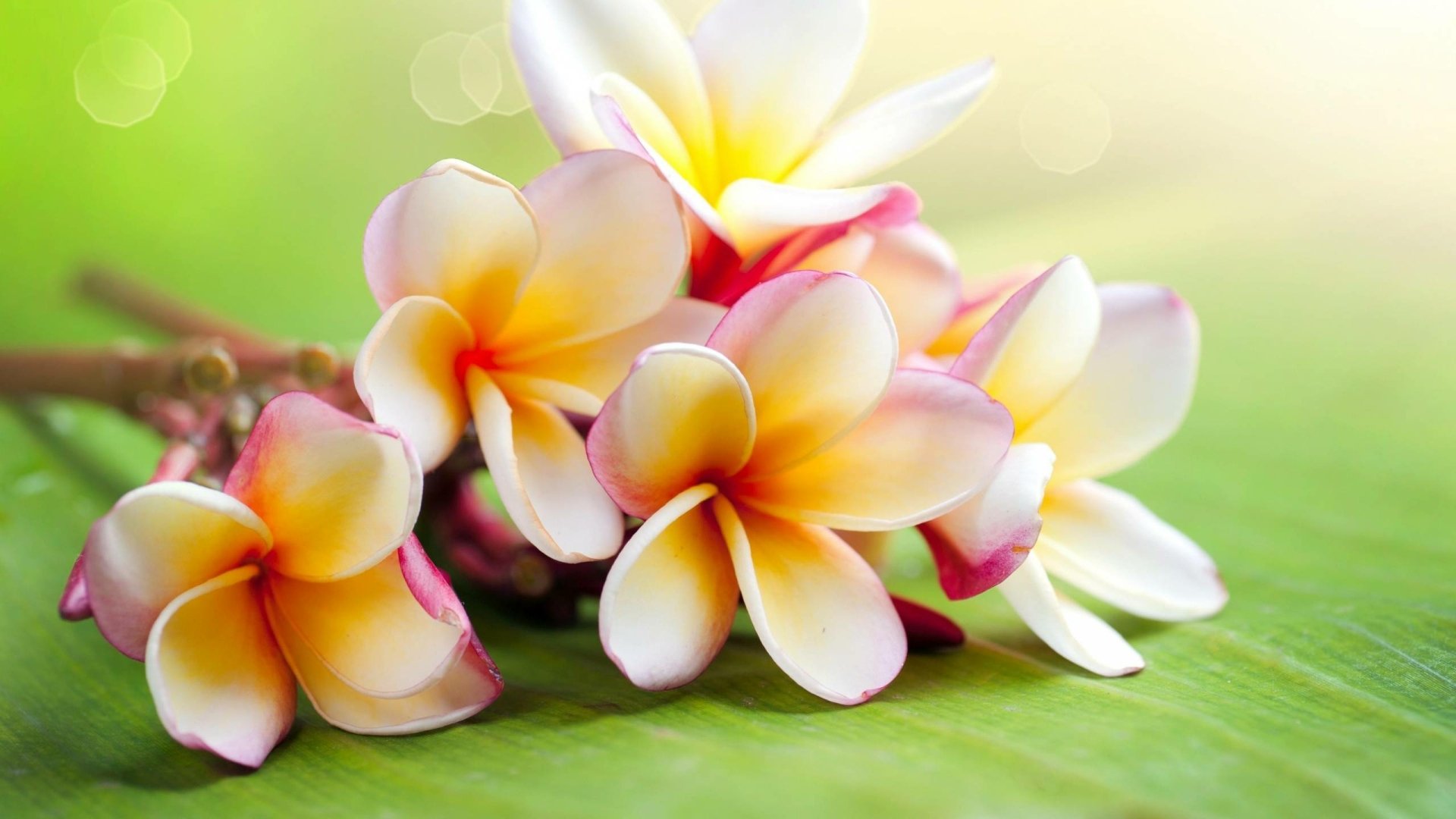 Close-up of pink and yellow frangipani blossoms on a green leaf, nature scene — 2K Quad HD PC desktop wallpaper and background.