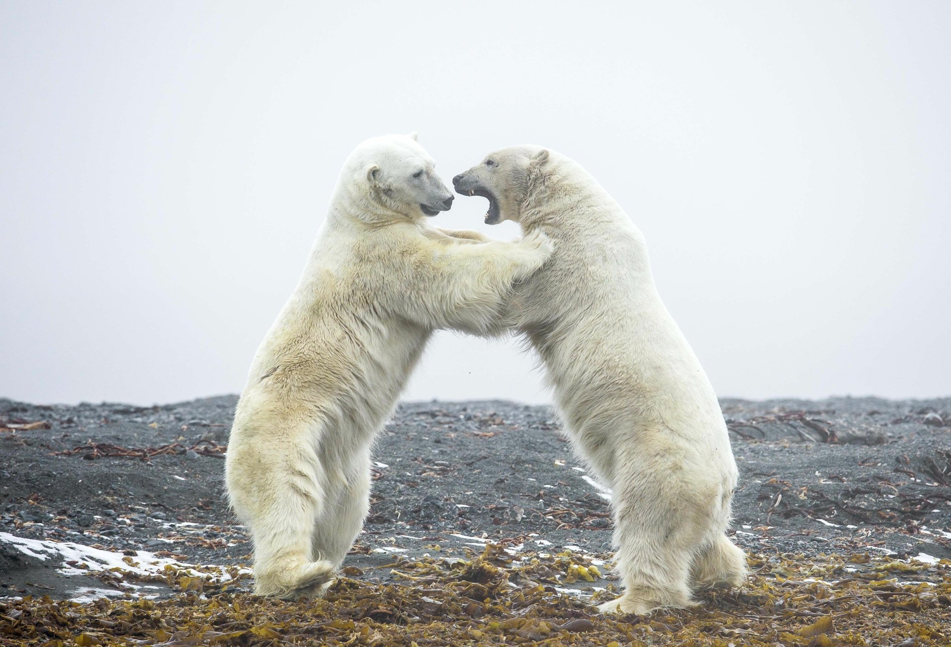 Two polar bears playfully standing on their hind legs in a natural landscape, captured in stunning 4K Ultra HD for a PC desktop wallpaper.