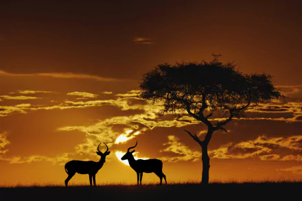 Animal Impala HD Desktop Wallpaper | Background Image