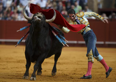 Bullfighting Sports HD Desktop Wallpaper | Background Image