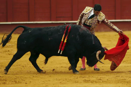 Bullfighting Sports HD Desktop Wallpaper | Background Image