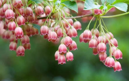 A close-up of delicate pink flowers hanging from a branch, set against a lush green background, creating a serene nature scene for an HD desktop wallpaper.