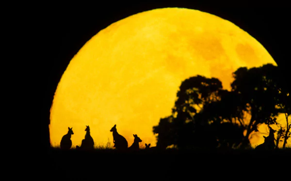 Silhouettes of kangaroos against a glowing full moon at night, captured in stunning 4K Ultra HD for a vivid PC desktop wallpaper and background.