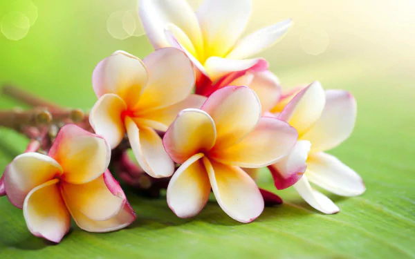 Close-up of pink and yellow frangipani blossoms on a green leaf, nature scene — 2K Quad HD PC desktop wallpaper and background.