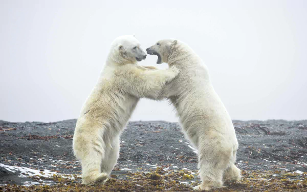 Two polar bears playfully standing on their hind legs in a natural landscape, captured in stunning 4K Ultra HD for a PC desktop wallpaper.