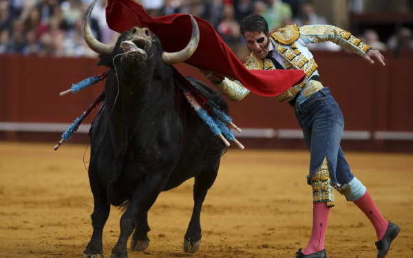 Bullfighting Sports HD Desktop Wallpaper | Background Image