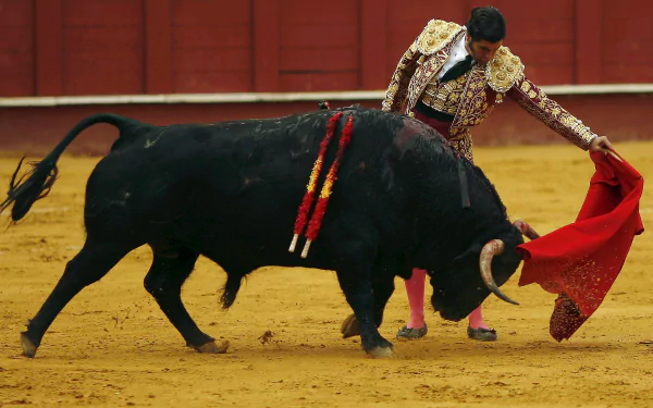 Bullfighting Sports HD Desktop Wallpaper | Background Image