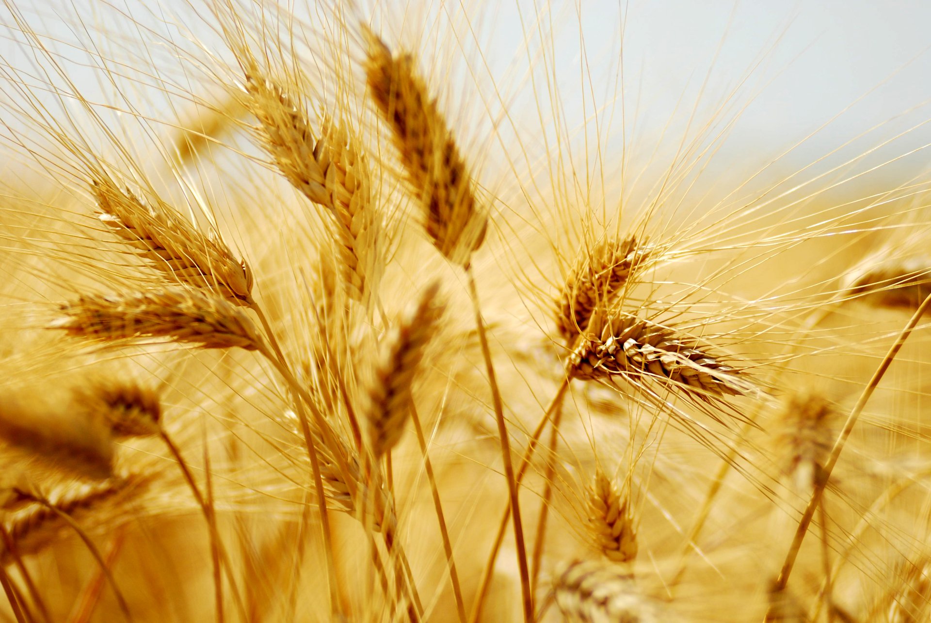 Trigo 4k Ultra Fondo de pantalla HD | Fondo de Escritorio | 3872x2592