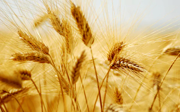 nature wheat HD Desktop Wallpaper | Background Image