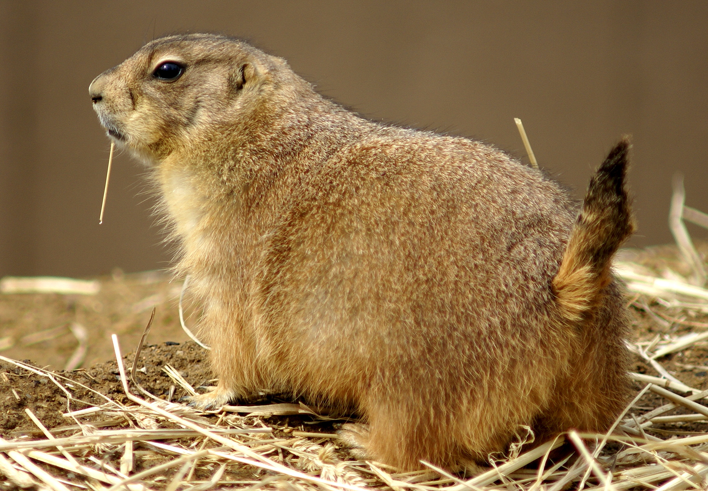 A black-tailed prairie dog forages above ground by Aaron Siirila