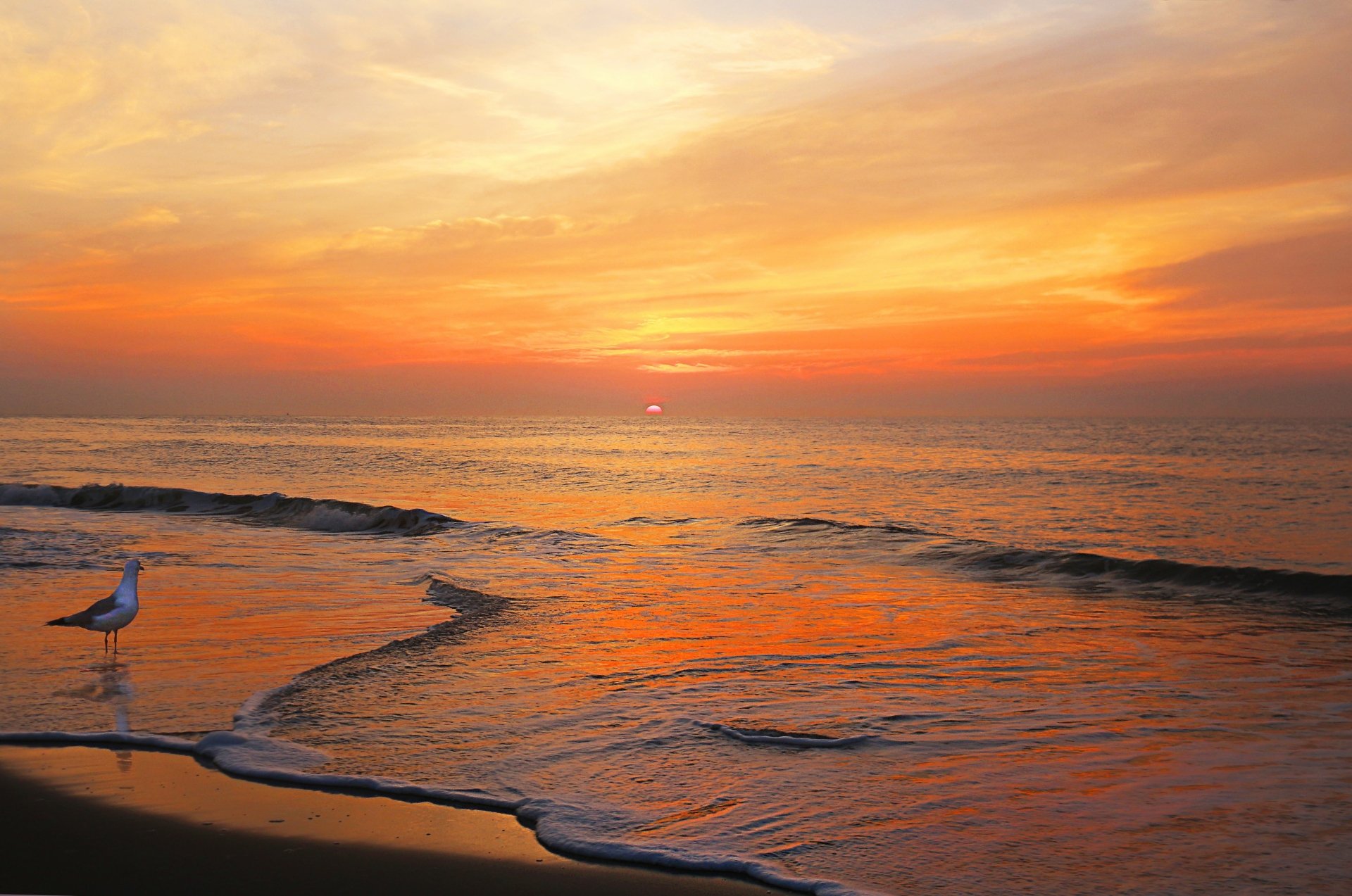A seagull stands on the shore during a vibrant orange sunset over the ocean, captured in stunning 4K Ultra HD for a PC desktop wallpaper.