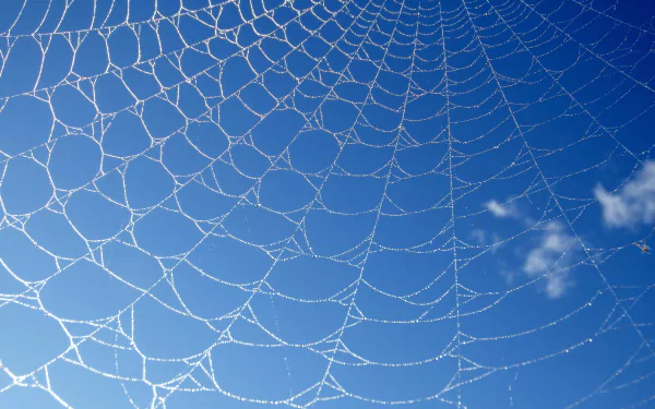 photography spider web HD Desktop Wallpaper | Background Image