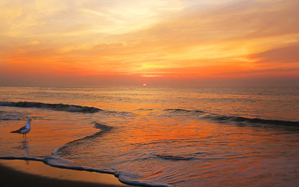 A seagull stands on the shore during a vibrant orange sunset over the ocean, captured in stunning 4K Ultra HD for a PC desktop wallpaper.